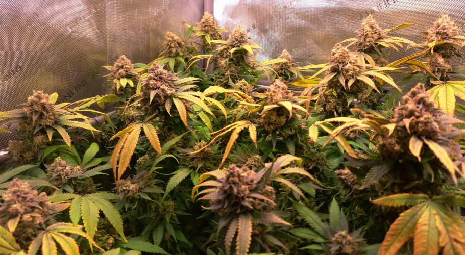 Sweet Cherry Pie by sweet seeds. Week 20 - Ende 9. Blütewoche 