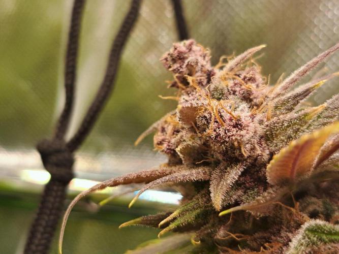 Red Hot Cookies by sweet seeds. Week 21