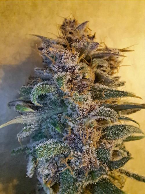 Red Hot Cookies by sweet seeds. Week 21