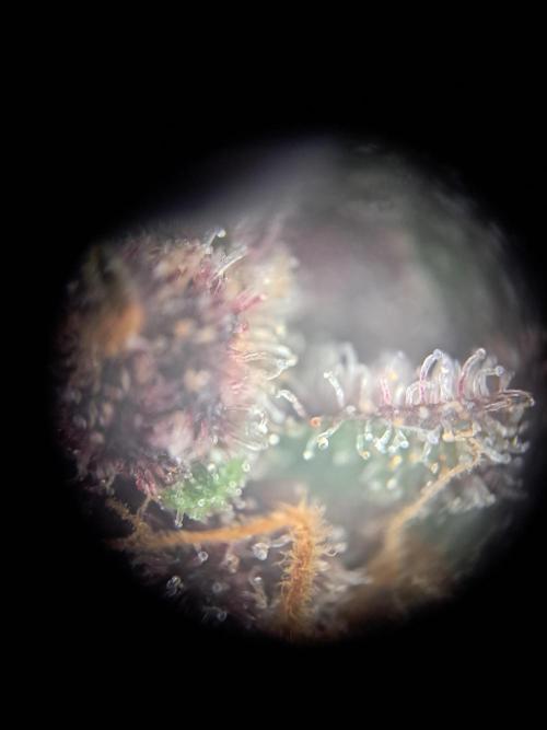 Red Hot Cookies by sweet seeds. Week 21