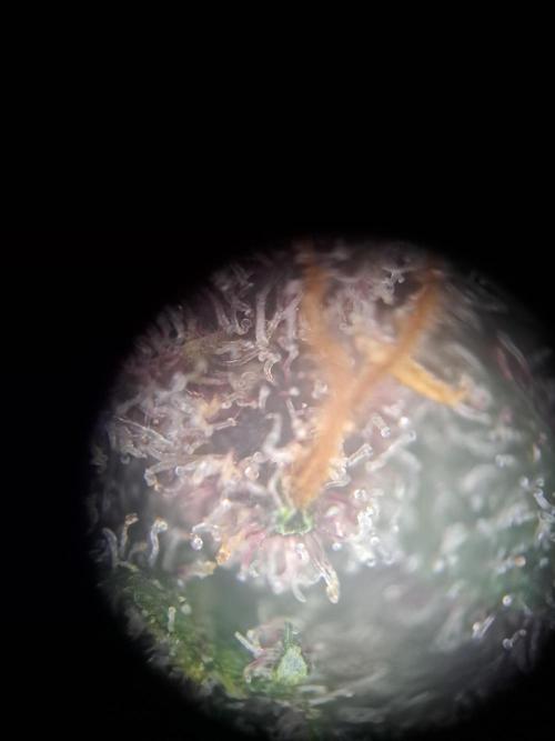 Red Hot Cookies by sweet seeds. Week 21