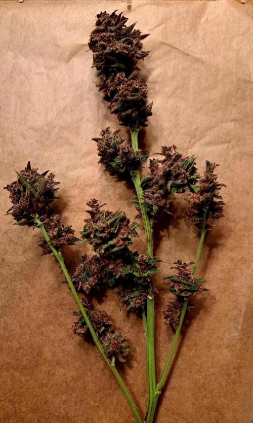 Red Hot Cookies by sweet seeds. Week 21