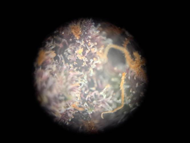 Red Hot Cookies by sweet seeds. Week 21