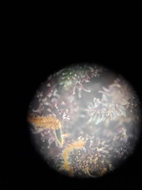 Red Hot Cookies by sweet seeds. Week 21