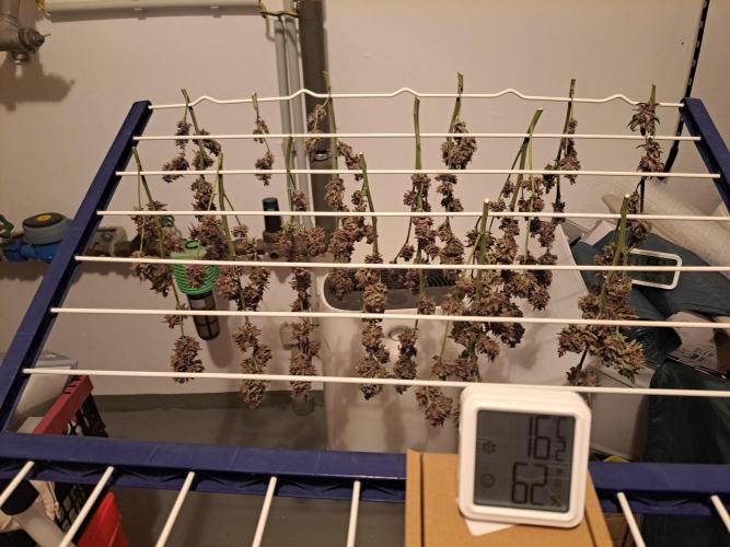 Red Hot Cookies by sweet seeds. Week 21