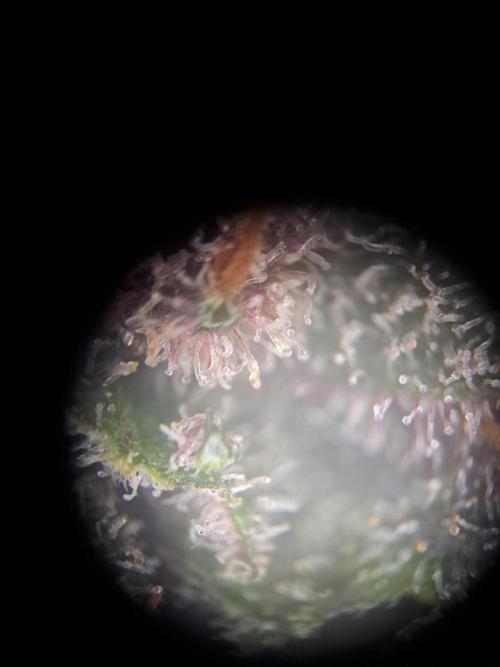 Red Hot Cookies by sweet seeds. Week 21