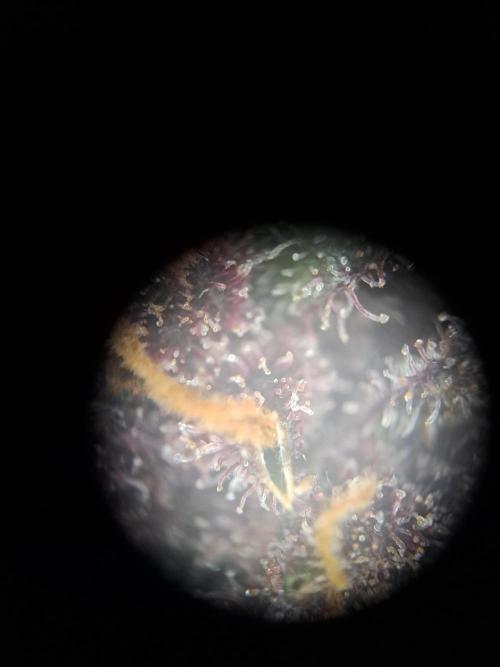 Red Hot Cookies by sweet seeds. Week 21