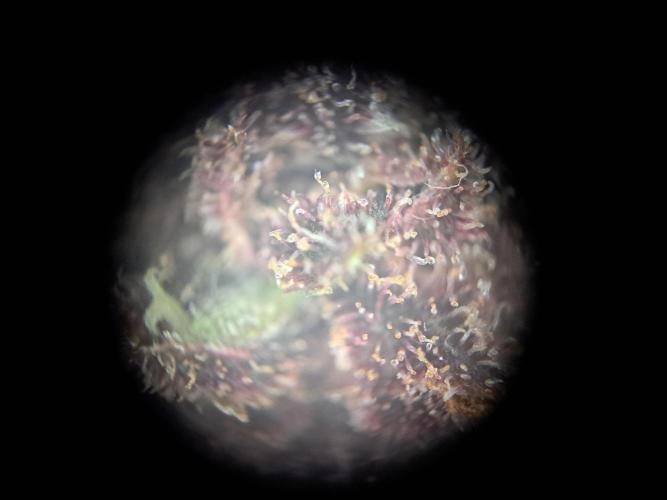 Red Hot Cookies by sweet seeds. Week 21