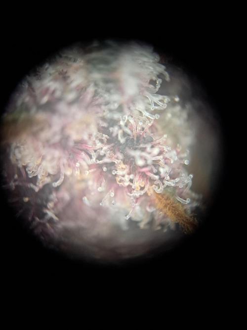 Red Hot Cookies by sweet seeds. Week 21