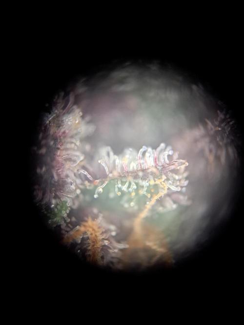 Red Hot Cookies by sweet seeds. Week 21