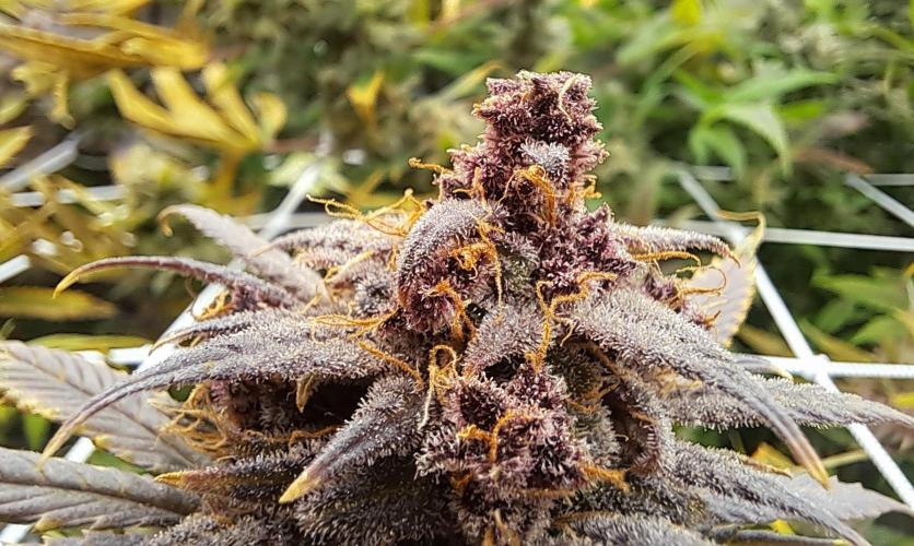 Red Hot Cookies by sweet seeds. Week 21