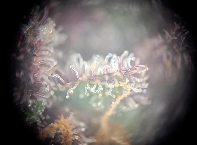 Red Hot Cookies by sweet seeds. Week 21