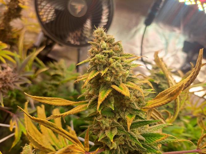 Papaya Zoap by Sweet Seeds. Week 19 - Am Tag vor der Ernte 