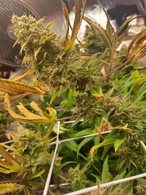 Papaya Zoap by Sweet Seeds. Week 19