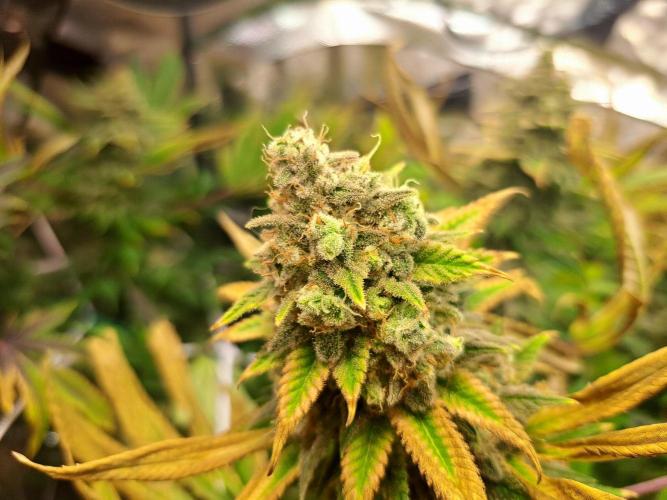 Papaya Zoap by Sweet Seeds. Week 19