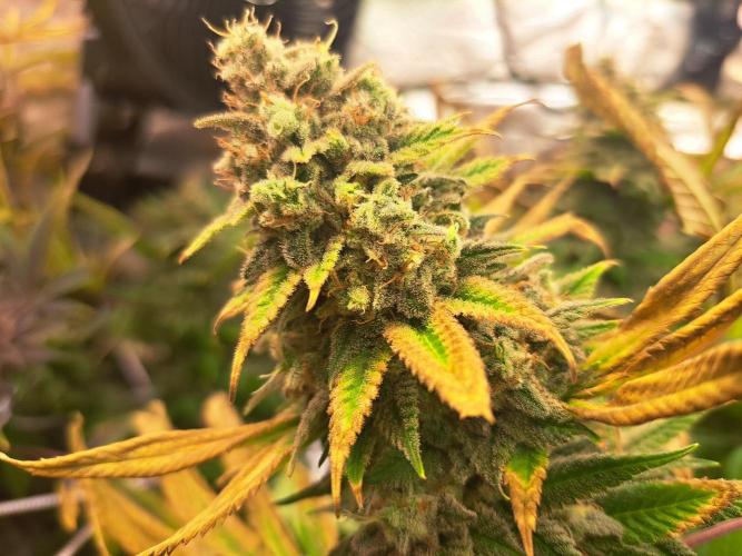 Papaya Zoap by Sweet Seeds. Week 19