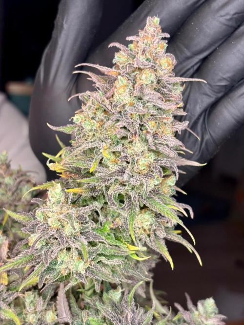 Sleepy Joe - Anesia Seeds. Week 21