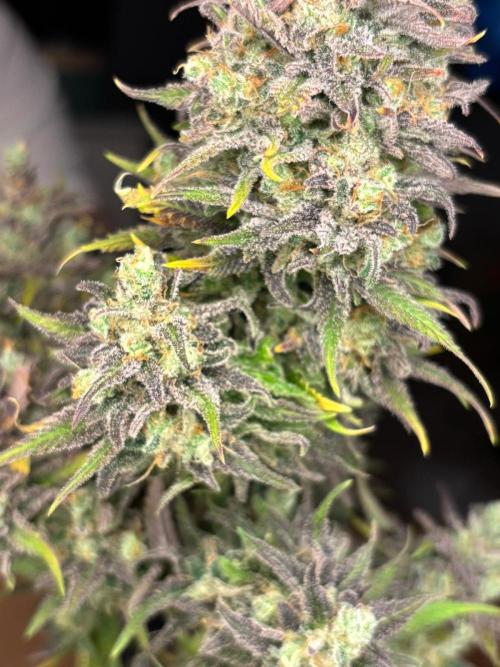 Sleepy Joe - Anesia Seeds. Week 21