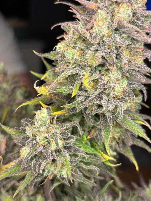 Sleepy Joe - Anesia Seeds. Week 21