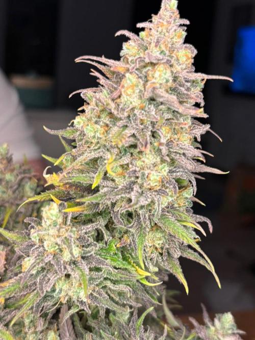 Sleepy Joe - Anesia Seeds. Week 21