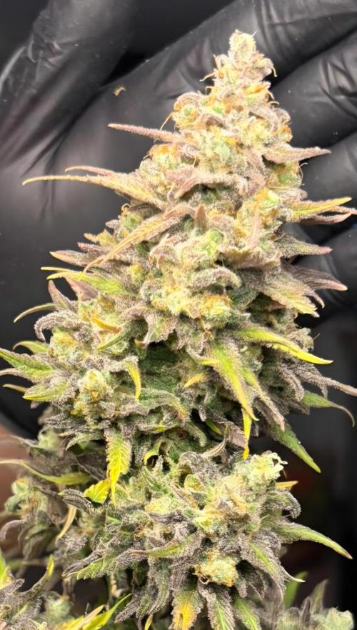 Sleepy Joe - Anesia Seeds. Week 21