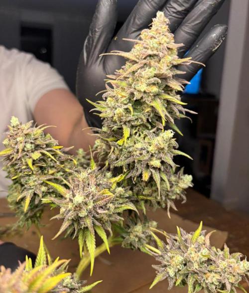 Sleepy Joe - Anesia Seeds. Week 21