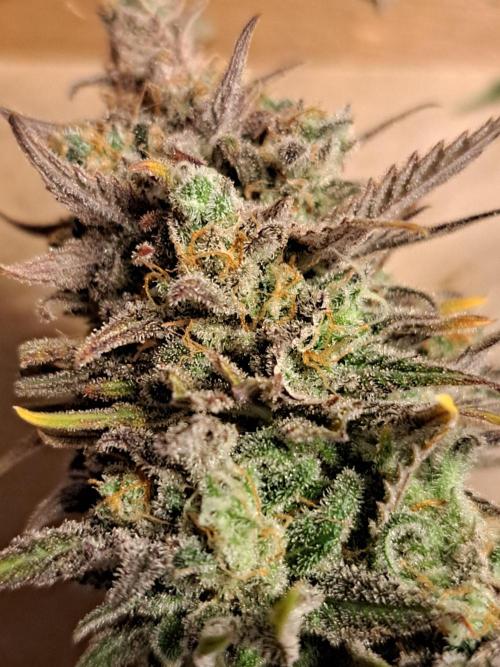 Sleepy Joe - Anesia Seeds. Week 21