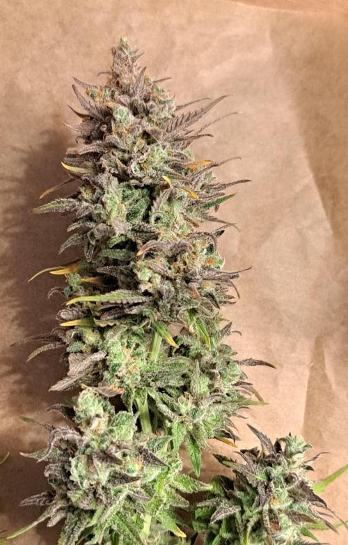 Sleepy Joe - Anesia Seeds. Week 21