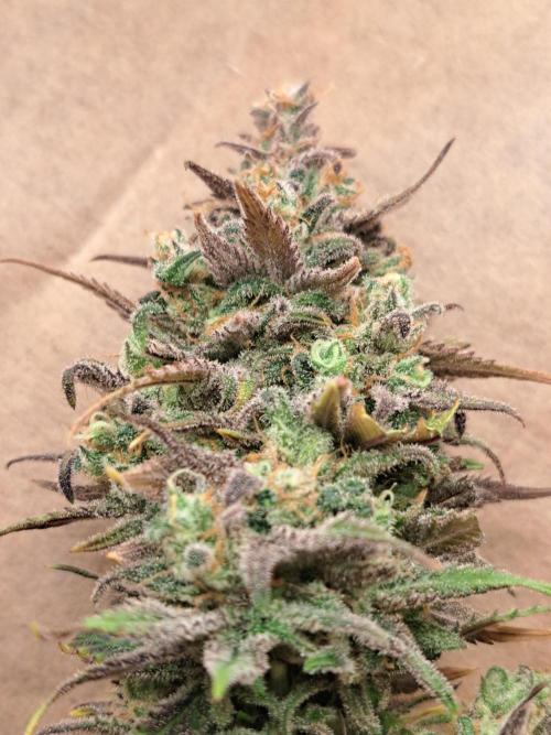 Sleepy Joe - Anesia Seeds. Week 21