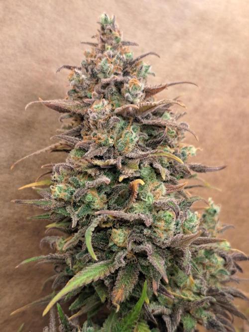 Sleepy Joe - Anesia Seeds. Week 21