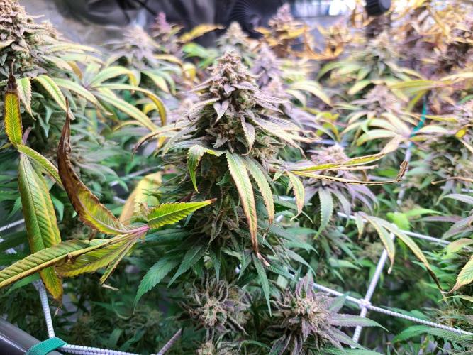 Big Bazooka - Anesia Seeds. Week 22