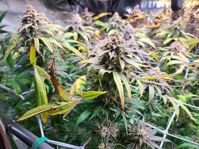 Big Bazooka - Anesia Seeds. Week 22