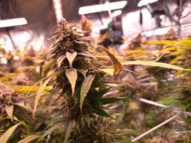 Big Bazooka - Anesia Seeds. Week 22