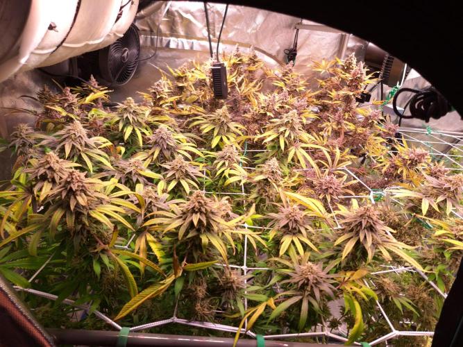 Big Bazooka - Anesia Seeds. Week 22