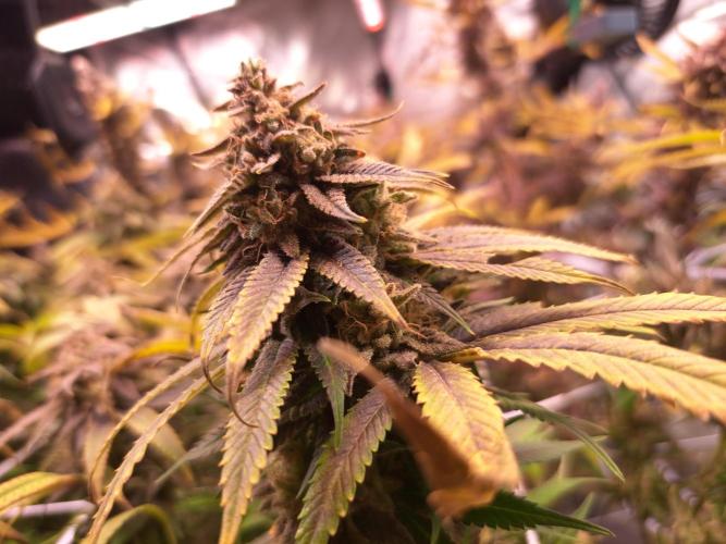 Big Bazooka - Anesia Seeds. Week 22