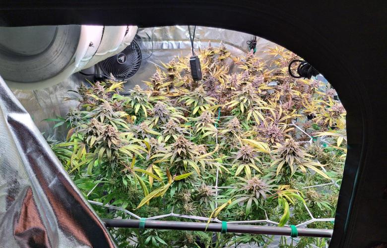 Big Bazooka - Anesia Seeds. Week 22