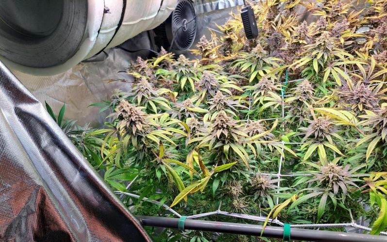 Big Bazooka - Anesia Seeds. Week 22