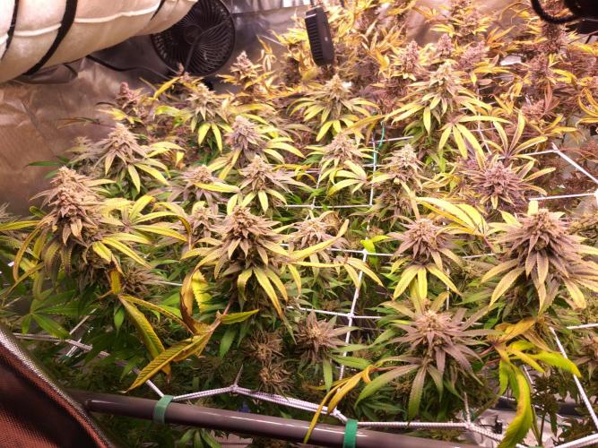 Big Bazooka - Anesia Seeds. Week 22