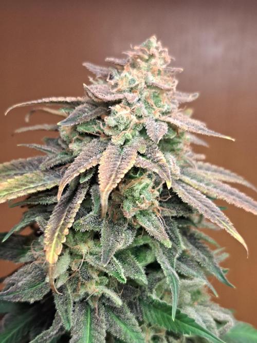 Big Bazooka - Anesia Seeds. Week 23