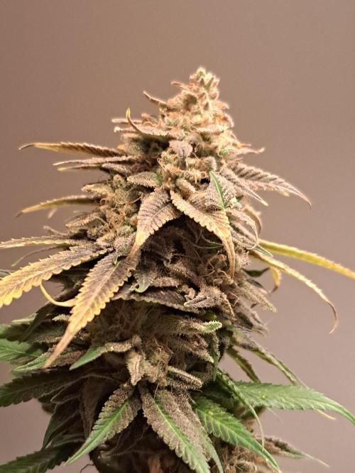 Big Bazooka - Anesia Seeds. Week 23