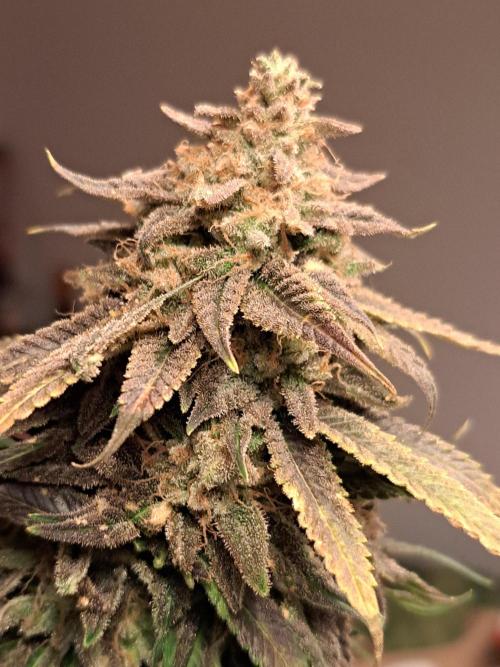 Big Bazooka - Anesia Seeds. Week 23