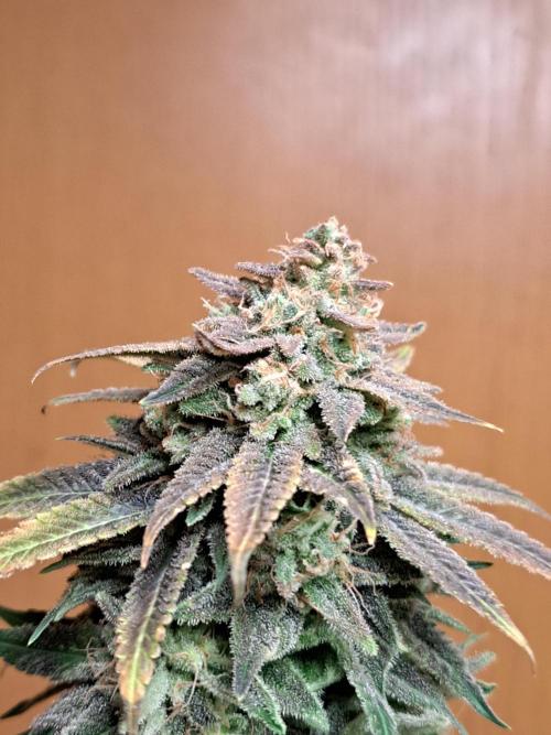 Big Bazooka - Anesia Seeds. Week 23