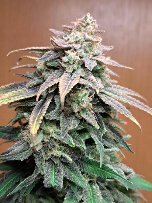 Big Bazooka - Anesia Seeds. Week 23