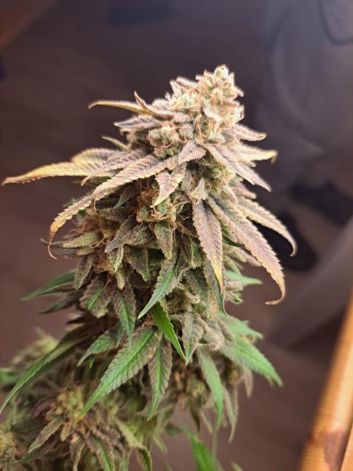 Big Bazooka - Anesia Seeds. Week 23