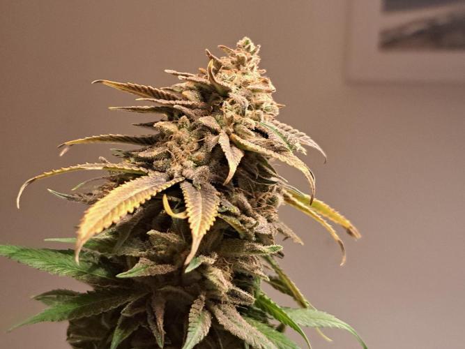 Big Bazooka - Anesia Seeds. Week 23