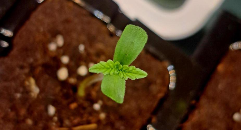 Project Ethos Genetics. Week 0 - 48h nach der Keimung im eazyplug