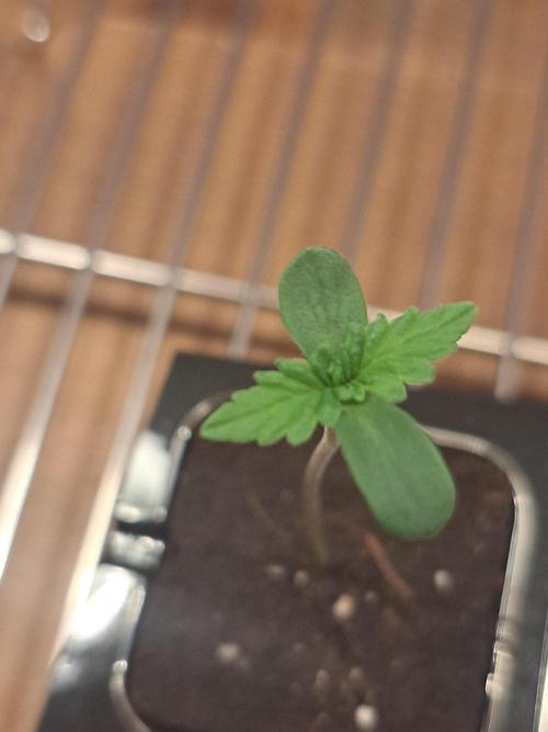 Project Ethos Genetics. Week 0