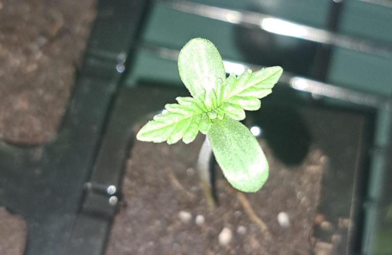 Project Ethos Genetics. Week 0