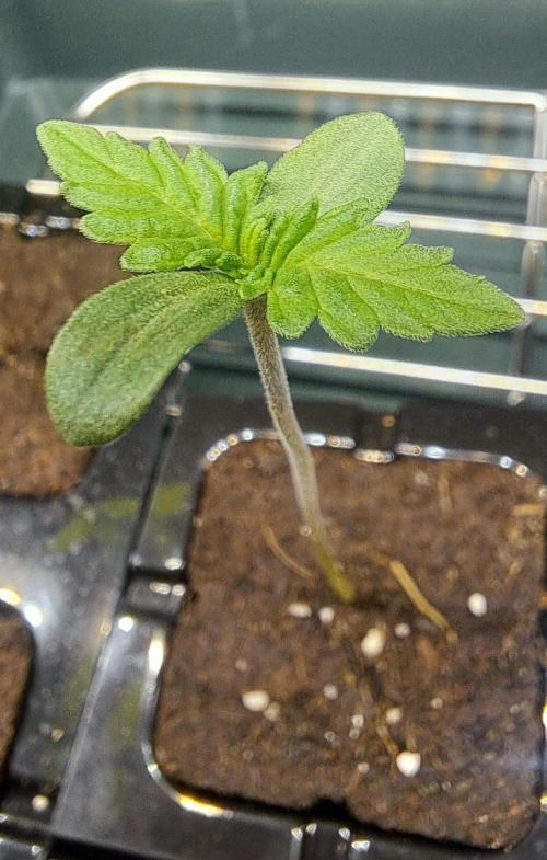 STACK MODE ACTIVATED ⚡. Week 0 - 72h nach der Keimung im Eazyplug