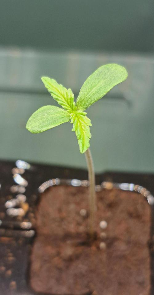 When Guava Turns to Ice!. Week 0 - Tag 2 nach der Keimung 